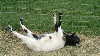 Best of Fainting Goats  EpicVirals  HD [upl. by Kind]