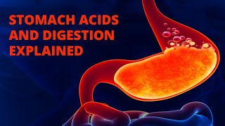 Stomach Acids and Digestion Explained [upl. by Cotter]