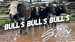 All New Fighting Bulls Arrive  Behind The Chutes 63 [upl. by Asital]