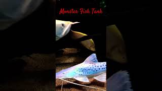 MMA Shorts  Arowana  Clown Knife  Catfish  Tiger Fish arowana catfish tigerfish clownknife [upl. by Sharpe]