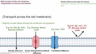 The cell membrane Summary of structure function and synthesis of the cell membrane [upl. by Kelton444]