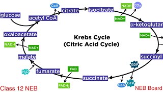 Biology krebs cycle  class 12 biology important question for neb  krebs cycle [upl. by Alyse]