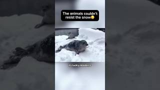 Oregon Zoo turned into Winter Wonderland 🤩🦭shorts animals [upl. by Taddeusz]