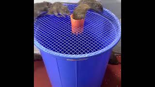 Rat trap with plastic bucket [upl. by Jarid]