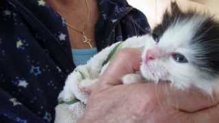 402 MommaCat Lily Puff 3 Wks Old hear him nursing amp purring VOKRA [upl. by Sarajane174]