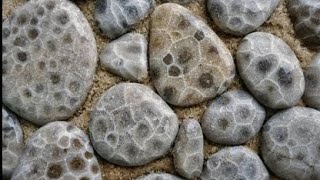 Tumbling Petoskey Stones [upl. by Annehsat]