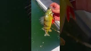 Yellow perch in Candlewood lake [upl. by Nileuqcaj]