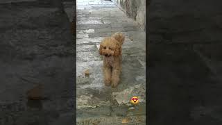 Barboncino toy 🐩 🥰🤩😍♥️ [upl. by Appleton768]