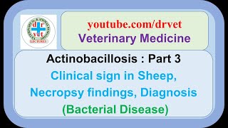 Actinobacillosis Part 3  clinical signs in sheep necropsy findings diagnosis [upl. by Yelnoc169]