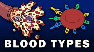 BLOOD TYPES  ABO and Rh Blood Group Systems [upl. by Ahsin511]