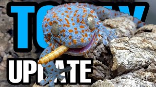 Exciting Tokay Gecko Update Feeding Taming and Eggs [upl. by Kacie513]