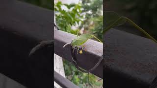 grasshopper leaf insects just like leaf [upl. by Ahseetal]