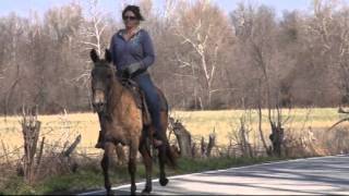 gaited molly mule for sale Listen to her 4Beat Gait on the road [upl. by Lerej462]