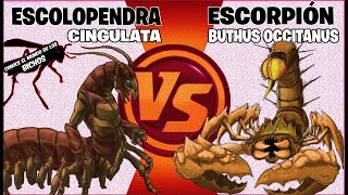 ESCORPIÓN GLADIADOR VS ESCOLOPENDRA  VISUALMENTE MEJORADO [upl. by Eppes]