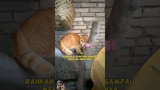 Alas Tidur Baru untuk Kucing kucing kucinglucu kucingimut [upl. by Caren211]