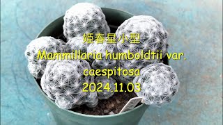 姫春星小型 Mammillaria humboldtii var caespitosa 2024 11 03 [upl. by Bonnell]