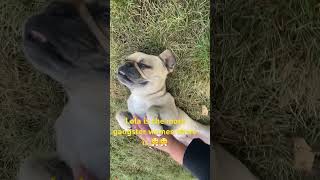 Lola The Pug minecraft music cover song villager gangstasparadise ai aicover puppy archer [upl. by Naval]