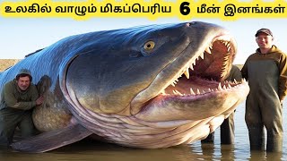 மிகப்பெரிய மீன் இனங்கள்  Six Largest Fish in the World  Tamil Info Share [upl. by Aissej161]