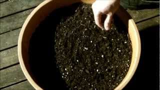 Growing Moringa Oleifera Part 1 Planting Seeds [upl. by Kihtrak]