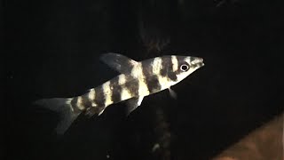 バンデッドレポリナス、バンデッドレポリヌス Banded leporinus Leporinus affinis [upl. by Milissa]