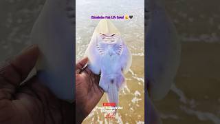 Rhinobatos Fish Life Saved 🙀🖤 ytviral ytshorts ytshortsindia trendingreels treanding trend [upl. by Dody]