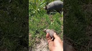 Hermoso bb Armadillo disfrutando de su bella naturaleza 🙃😉🌳🌲🌳🌲 [upl. by Ik589]