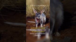 The greater bilby  They don’t drink water [upl. by Aber]