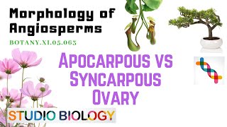 BOTANY XI05063 – Morphology of Angiosperms – Apocarpous vs Syncarpous ovary [upl. by Suruat536]