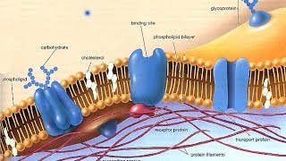 The Fluid Mosaic model for ALevel Biology [upl. by Dunlavy]