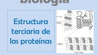 Estructura terciaria de las proteínas [upl. by Annekahs]