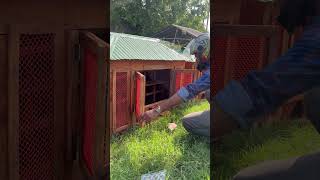 Wooden Coop for Pigeons 🕊️ racingpigeon pigeonhobby merpati kalapati pigeonracing kabootar [upl. by Llenyr457]