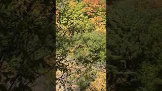 Canadas Beautiful Fall Colors I Bronte creek fall colors fall falldestinations fallseason [upl. by Akitan]