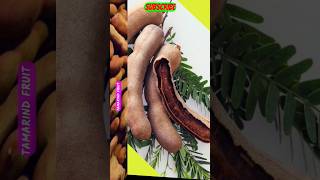 Tamarind amazing fruit nature fruit tamarind youtube shorts [upl. by Keily]