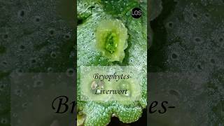 Plant Kingdom  Liverworts Class 11 Biology [upl. by Enicul]