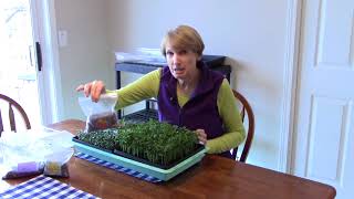 How to Grow Microgreens  2018 [upl. by Simmie]