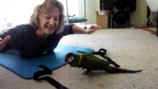 Yellow collared macaw as workout partner [upl. by Ycniuqed732]