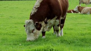 Irish Hereford Breed Society [upl. by Elylrac221]