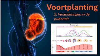 Voortplanting 3 Veranderingen in de puberteit [upl. by Yraeht]