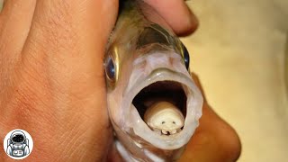 This parasite eats the TONGUE OF FISH 😱 The tongueeating louse [upl. by Sallad182]