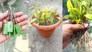 How to grow Sapodilla fruit tree  Sapota fruit plant from cutting 100 Work [upl. by Anayt244]