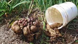 Técnicas para siembra de Yacón  TvAgro por Juan Gonzalo Angel [upl. by Mercola]