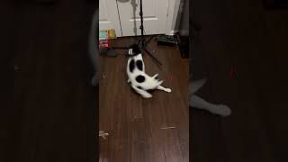 Cat spin cat fyp viral [upl. by Sung702]