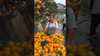 Fresh Beautiful Orange 🍊🍊 Fruit Harvest from Farm with Rural Farmer🤔 shorts satisfying [upl. by Echo488]