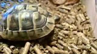 My baby Hermanns Tortoise [upl. by Blanchette]