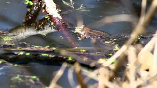 Wood frog calling [upl. by Leveroni]