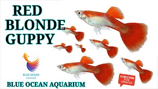 Red blonde guppy  GUPPY BREEDING [upl. by Atinniuq]