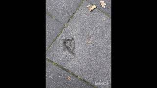 Street Heart [upl. by Janiuszck71]