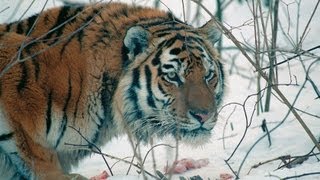 Amur Tiger in the Third Millennium FullHD [upl. by Garibull79]