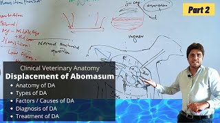 Displacement of Abomasum Part 23 [upl. by Leisam957]