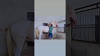 🐎punjabisong love stallion horselover animals horseriding subscribe shortsvideo short 🧿🏇 [upl. by Tibold]